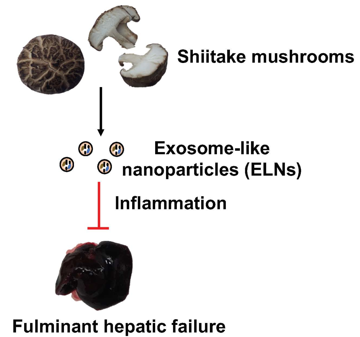 Shiitake exosomes shield mice from liver injury.